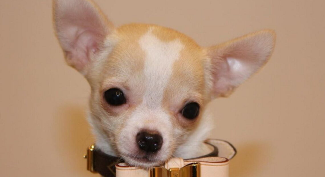 Cachorro da nora de David Beckham morre depois de se submeter a banho e tosa