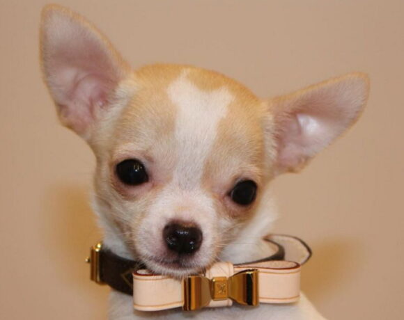 Cachorro da nora de David Beckham morre depois de se submeter a banho e tosa